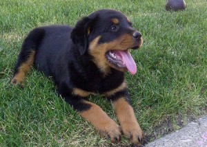 Rottweiler Puppies Ready to go home for Christmas