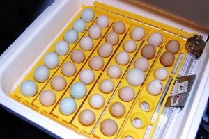 Fertile macaw parrot eggs. text (774)7732774 for quick response