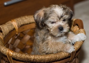 male and female shitzu puppies.