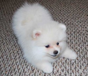 Charming Xmas Pomeranian Puppies For Free Adoption Now.