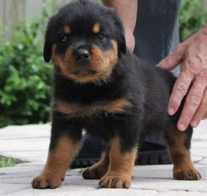 Exceptional World Class Rottweiler Female Puppies