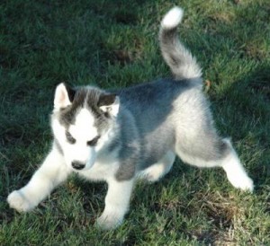 Syberian Husky pupp for a good home