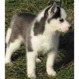 Akc Siberian husky puppies for Christmas