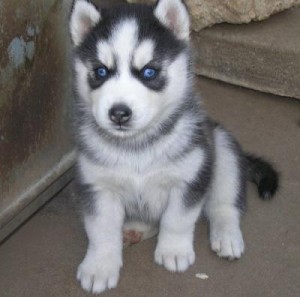 gorgeous Siberian Husky Puppies rehoming pls text me @ 4134892502