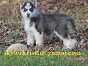 AKC Siberian Husky Puppies Blue eyes