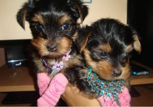 Bueatiful yorkshire terrier puppies for you this season