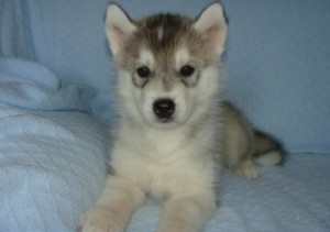 ADORABLE SIBERIAN HUSKY PUPPIES FOR ADOPTION