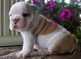 Charming Males and females English Bulldog puppies.