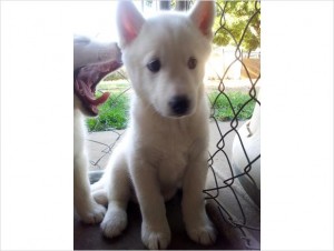 Gorgeous Siberian Husky Puppies pls text me @ 4134892502