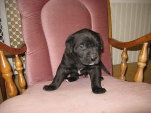 English Mastiff bulldog for christians homes