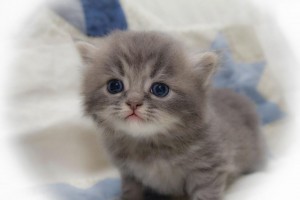 persian kitten for rehoming