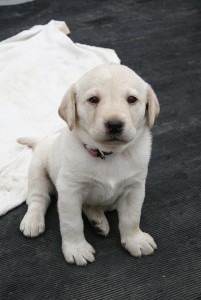 X Mas Male And Female Labrador Retriever Puppies.