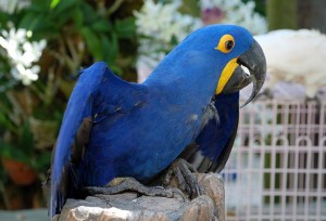 Baby and adult macaw parrots for adoption