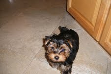 Cute Yorkshire Terrier