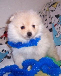 Wow Cute And Extra Charming Pomeranian puppies for adoption