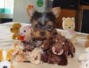 Christmas cute teacup yorkie puppies to loving homes