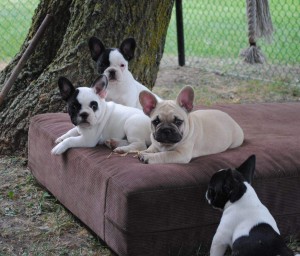 Exceptional French Bulldogs Puppies for sale