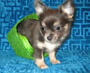 Adorable Chihuahua Puppies For Sale