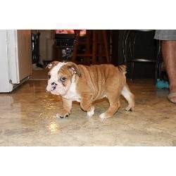 5 Adorable English Bulldog puppies for sale