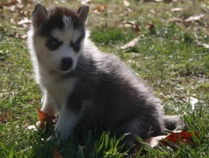 Siberian Husky Puppies