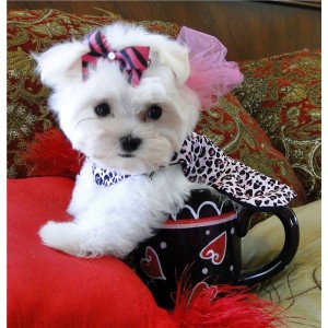 Wow!! Charming and Healthy Male and Female Teacup Maltese puppies for free   adoption