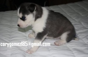 Charming Blue Eyes Siberian Huskies Puppies Ready