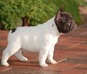 Wow !!! Outstanding and Awesome French Bulldog Puppies Free Seeking for a New Home