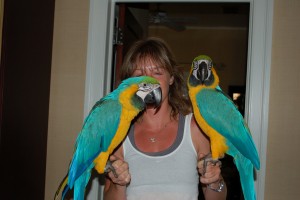 Dna tested Pair Of African Grey and blue and gold macaw Parrots