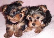 WOW !!!! Cute and Homeless T-Cup Yorkie Puppies !!