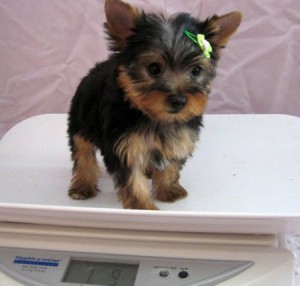 T-Cup Yorkie Puppies !! Dont Miss This Cuties .