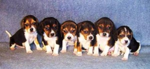 charming beagle puppies for new you ??.