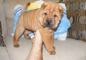 Chinese Shar-Pei Puppies