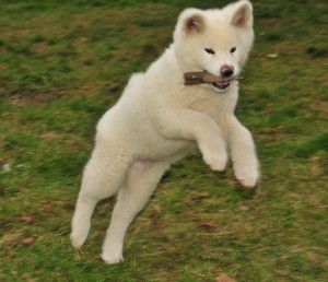 Japanese Akita puppies