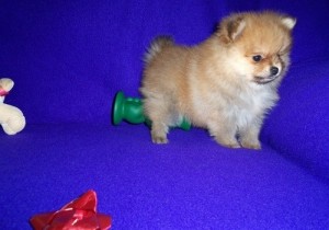 Potty trained Pomeranian Puppies