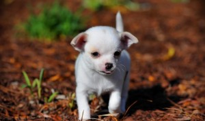 Tiny Pure white Chihuahua Puppies