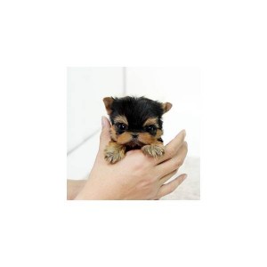 Amazing male and female Teacup Yorkie Puppies for adoption