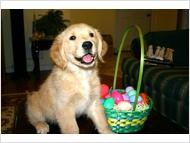 Kids Loving Golden Retriever Puppy.