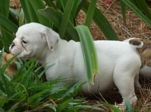 X MAS cheap-english-bulldog-puppies for free adoption ,