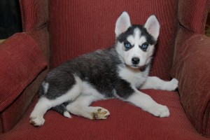 Well Trianed Siberian Huskey Puppies For Free Adoption