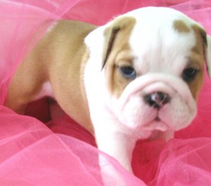 Marvelous English Bulldog puppies