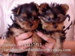 2 Cute Yorkie  Puppies (914-713-7512)