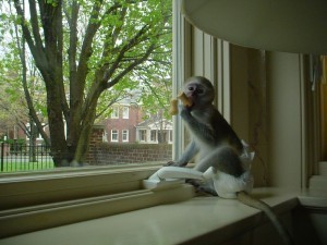 Diapers trained baby Capuchin Monkeys for lovely families.