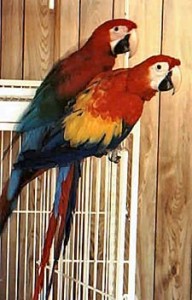 DNA Tested Maccaw Birds Fior Adoption-----(914) 458-3345