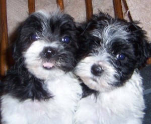 2 Jovial  havanese  (401-552-3636)