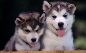 Healthy Well Trianed Siberian Huskey Puppies For Free Adoption