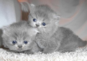 british shorthair blue and lilac kittens for re-homing