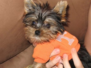 contact me at http://lemanestayorkiehome.jimdo.com/ Cute male and female adorable yorkie puppies for Adoption