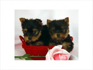 Gorgeous Teacup Yorkie puppies for early xmas