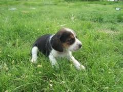 AKC registered beagle puppies Looking For New Homes