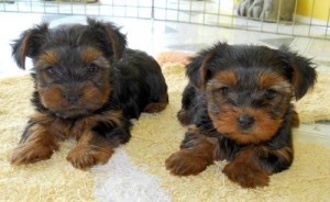 Just text (413)829-2143 for more information on my yorkie puppies